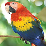 macaw_sm.jpg