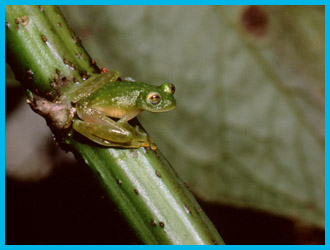 rainforest05.jpg